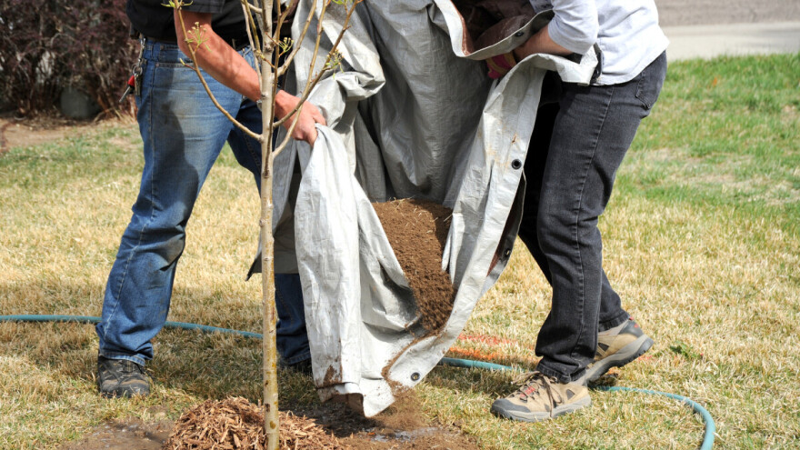 Volonteri zasadili više od 50.000 stabala