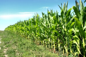 Novi hibrid kukuruza niskog rasta bit će otporan na klimatske promjene?
