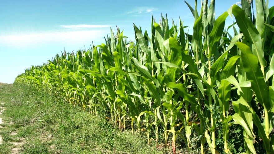 Novi hibrid kukuruza niskog rasta bit će otporan na klimatske promjene?