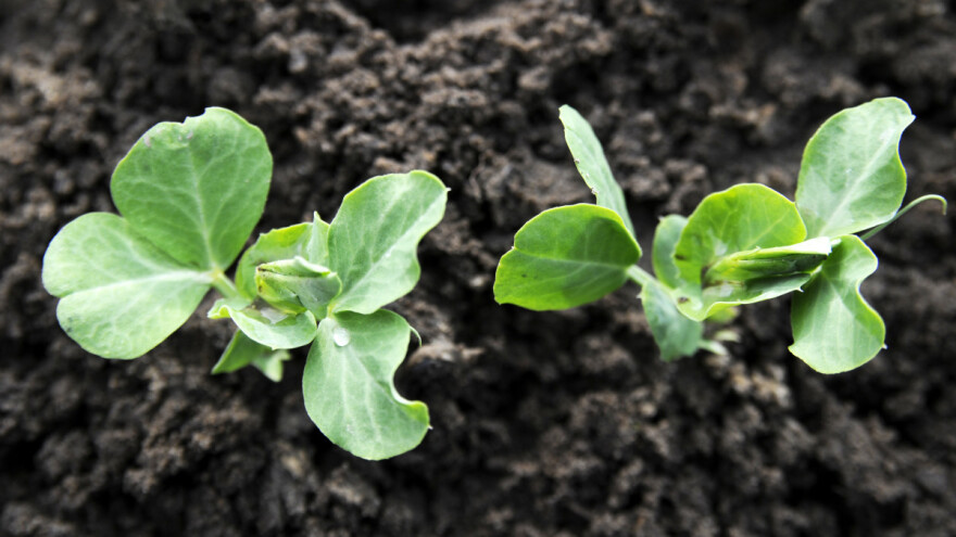 Jesenja ili proljetna sjetva graška? Koje su prednosti i mane?