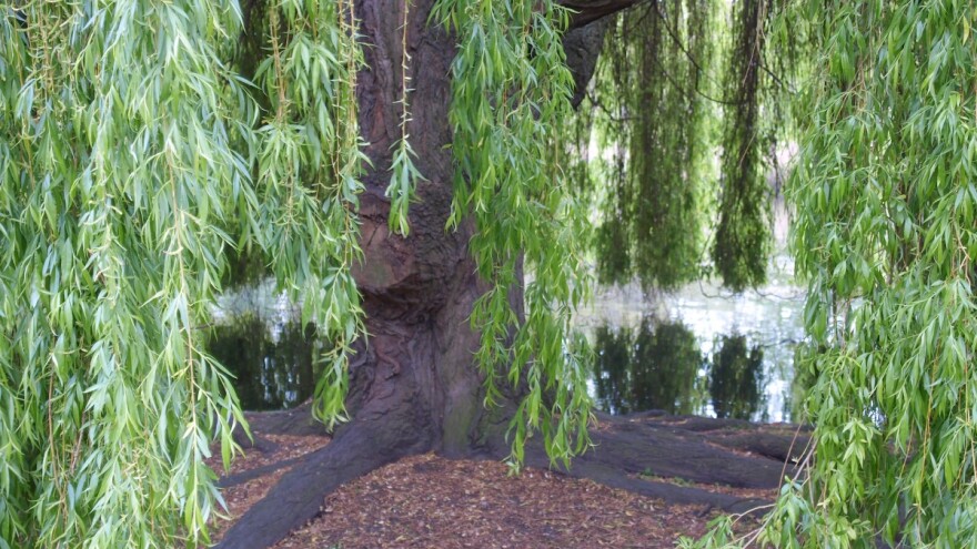 Vrba: Dekorativna vrsta, čija je kora pravi prirodni aspirin