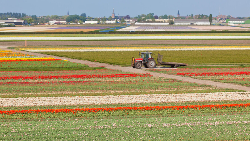 EU izvezla lukovica cvijeća u vrijednosti od 100,6 miliona eura - ko je glavni na tržištu?
