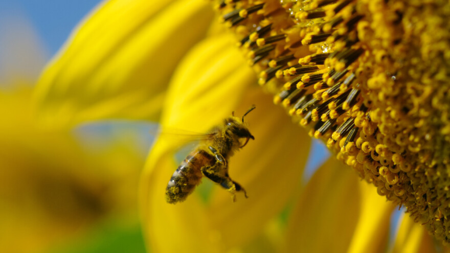 Pčele kao psi tragači: Istrenirane pronašle polje suncokreta i oprašile ga