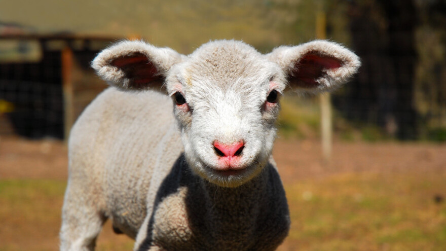 Jedno jagnje, jedna potera, sedam povređenih