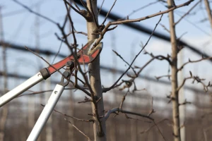 Besplatna zimska škola rezidbe voćaka i vinove loze - prijavite se