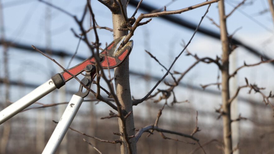 Besplatna zimska škola rezidbe voćaka i vinove loze - prijavite se