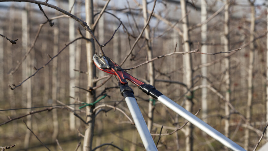Kako se obavlja prikraćivanje i povijanje izbojaka?