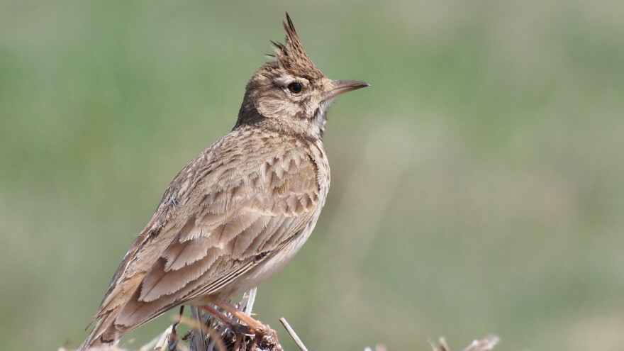 Narodna vjerovanja: Šta ševa predviđa, a šta znači "volujsko oko"?