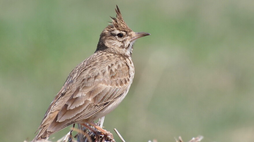 Narodna verovanja: Šta ševa predviđa, a šta znači "volujsko oko"?