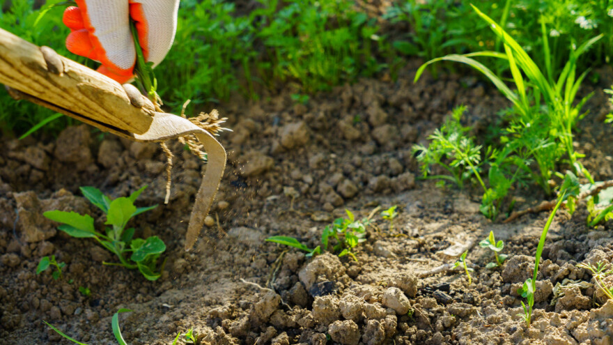 Suzbijanje korova u povrću - djelujte preventivno