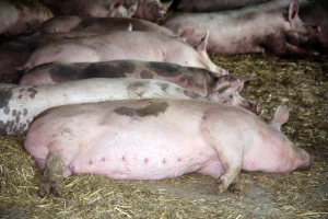 Brčko: Ubili mu pet krmača zbog afričke svinjske kuge, a komisija nije izašla na teren