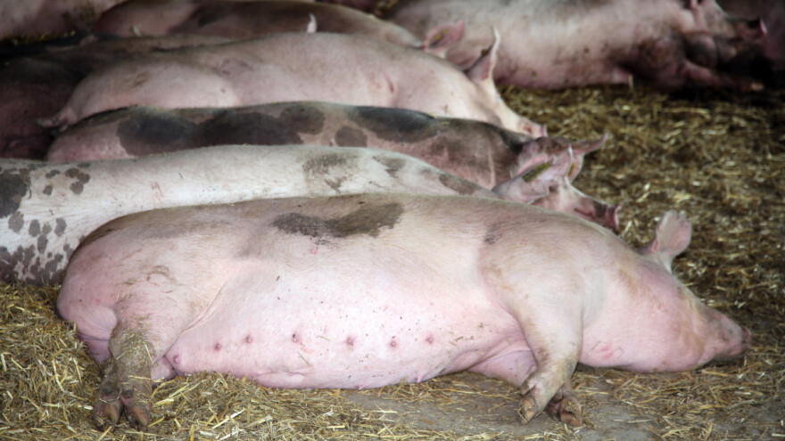 Usmrćivat će i bređe krmače, a još uvijek nema dezbarijera na graničnim prijelazima