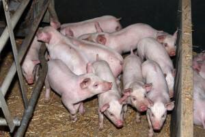 Najavljene oštrije kontrole za farme pred praznike