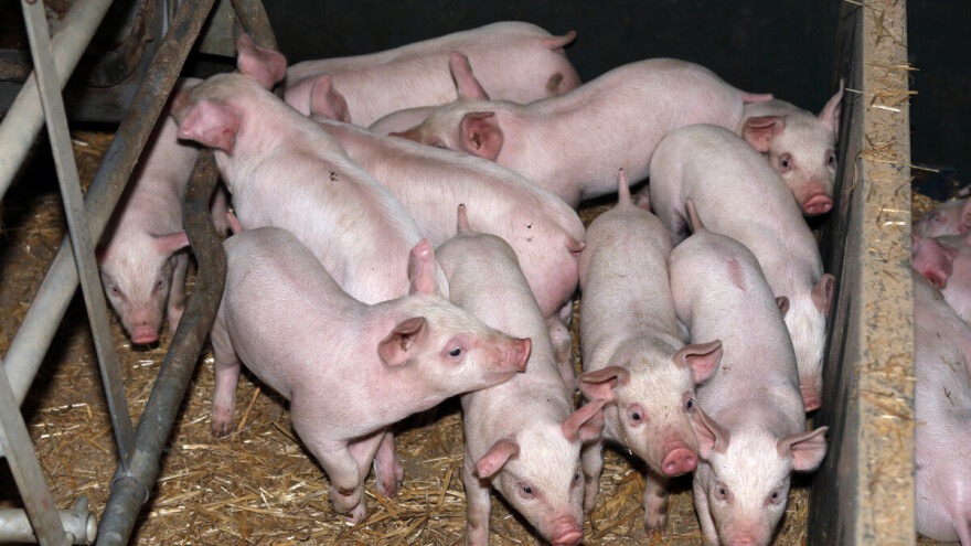 Najavljene oštrije kontrole za farme pred praznike