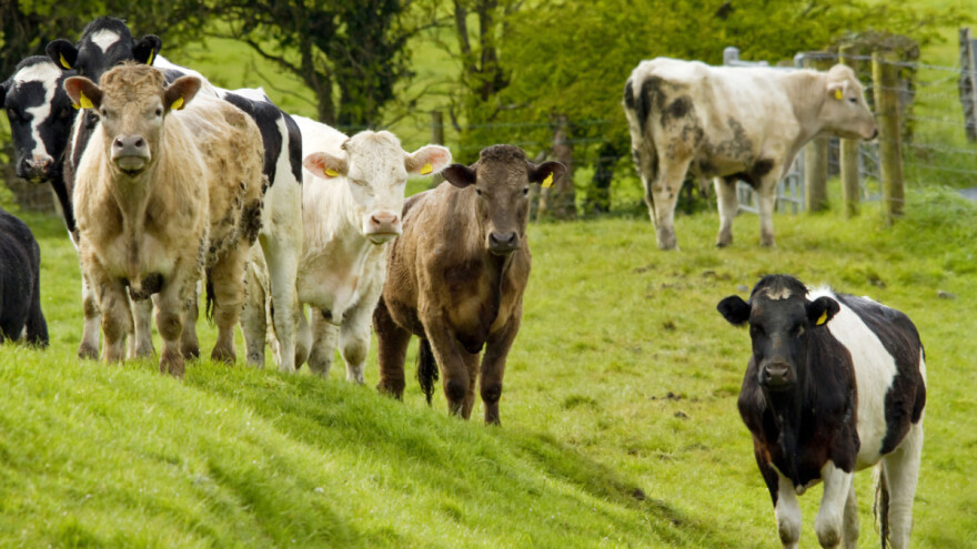Goveda hranjena travom dobila oznaku geografskog porijekla - u kojoj zemlji?