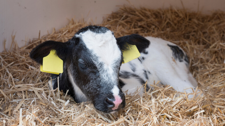 Bolest teladi: Stvorena eksperimentalna vakcina protiv kriptosporidioze
