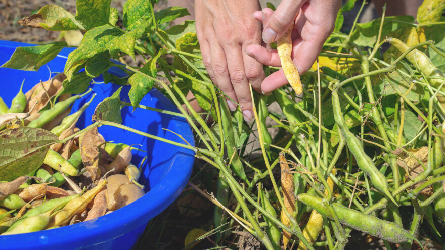 Pasulj: Kada ga sejati, a kada prvi put okopavati?