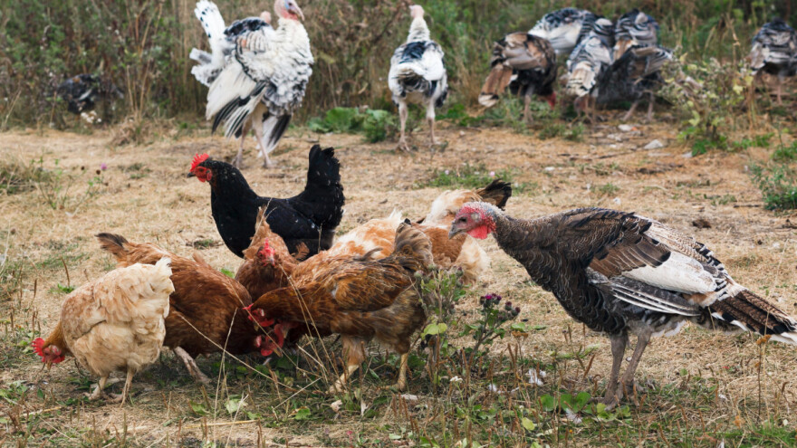 Širi se ptičiji grip? Novi slučajevi u Francuskoj, Belgiji i Luksemburgu