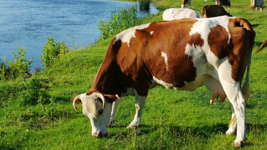 Bakterije iz buraga mogu razgraditi plastiku?