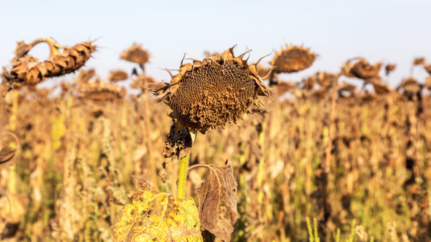 Smanjen urod suncokreta u Argentini - šta to znači za svjetsko tržište?