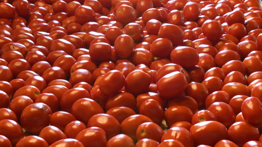 U kakvom je stanju rajčica za preradu?