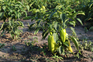Paprika i susjedi: Koga voli, a koga ne u svojoj blizini?