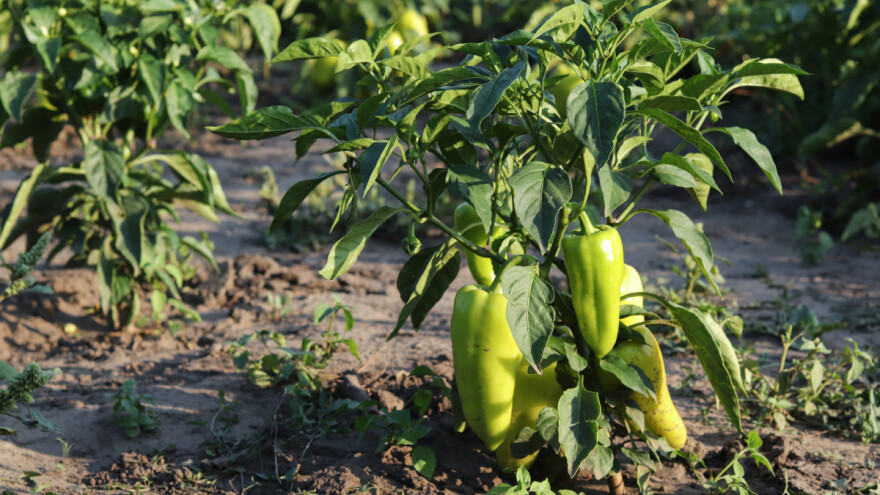 Paprika i susjedi: Koga voli, a koga ne u svojoj blizini?