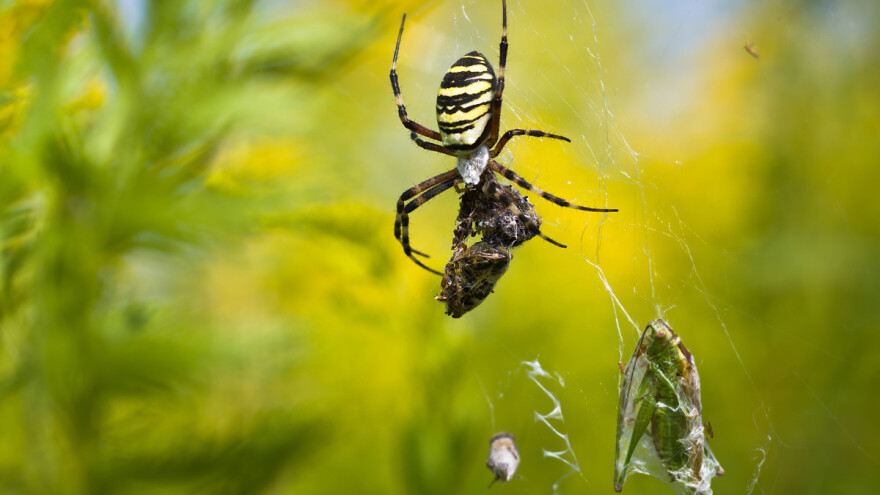 Osoliki pauk jede i smrdljive martine - evo još 6 zanimljivosti o čuvaru bašte