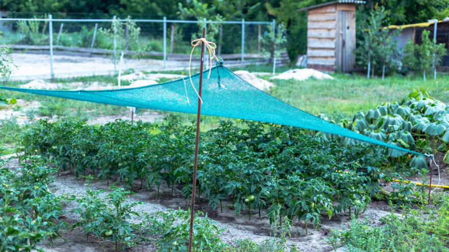 Stiže toplotni talas: Sačuvajte plodove voća i povrća od ožegotina