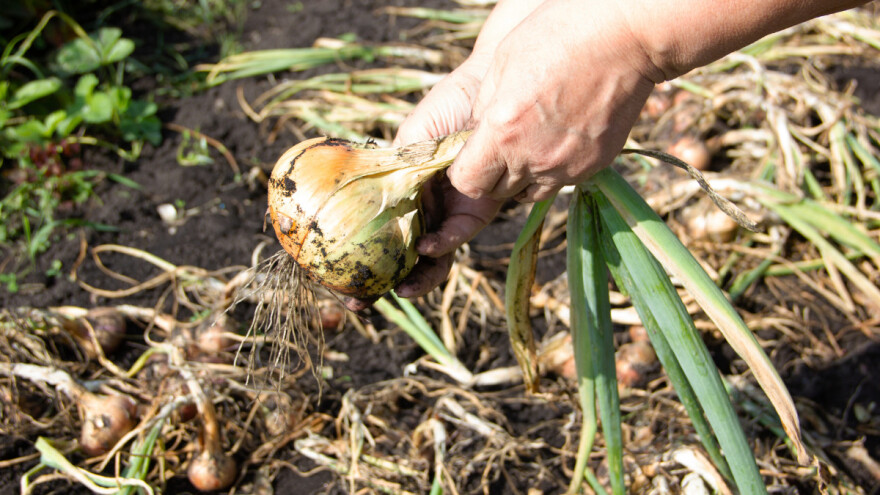 Kada vaditi crveni i bijeli luk i na što posebno obratiti pažnju?