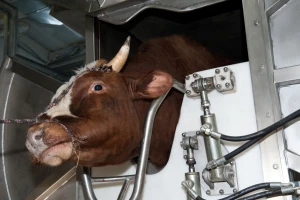Kamere u klaonice: Španija uvodi novu mjeru u industriju mesa