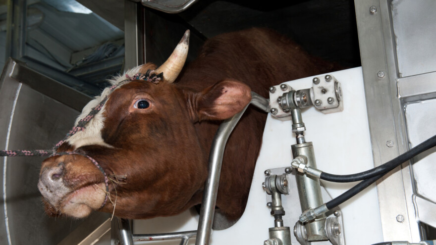 Kamere u klaonice: Španjolska uvodi novu mjeru u industriju mesa