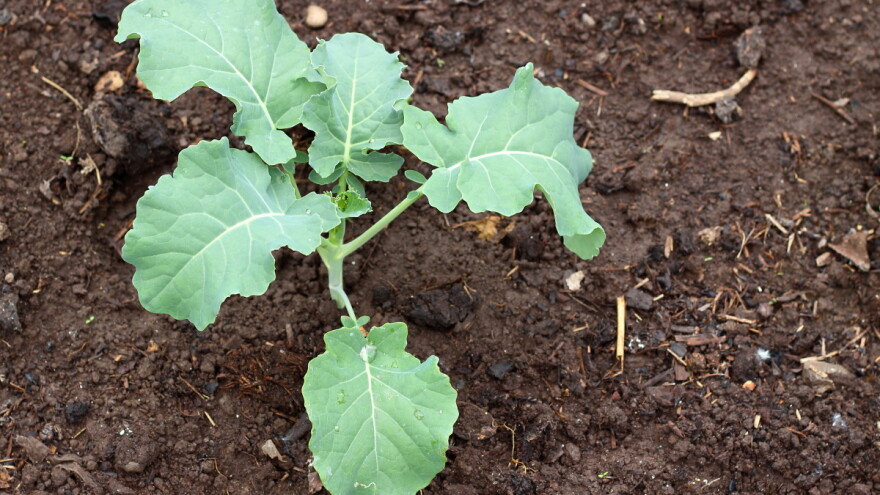 Kada sejati i saditi raštan za berbu tokom zime?