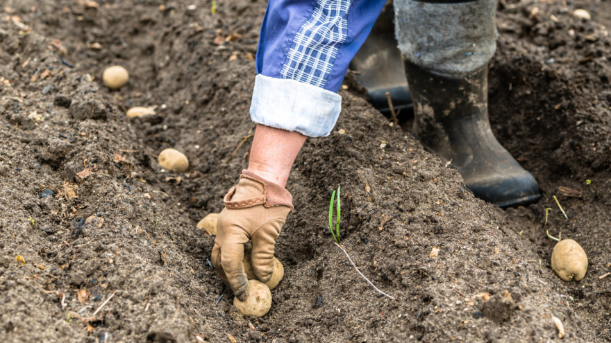 Sorte krumpira otporne na plamenjaču uskoro na tržištu?
