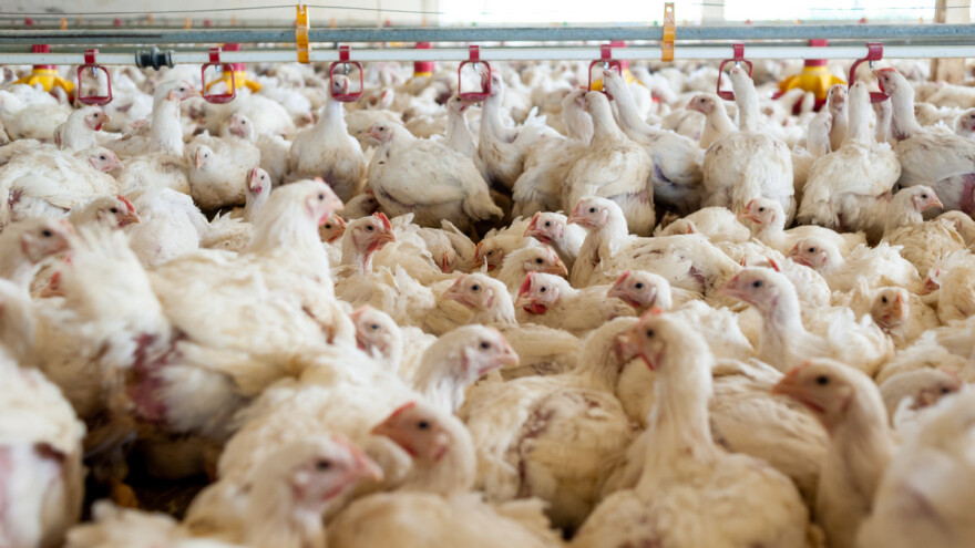 Ptičja gripa se širi Europom, u SAD-u dramatično - ima li koristi od cjepiva?