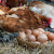 Zašto su ljuske jaja mekane i kako to sprečiti?
