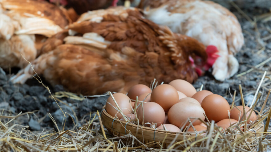 Zašto su ljuske jaja mekane i kako to spriječiti?