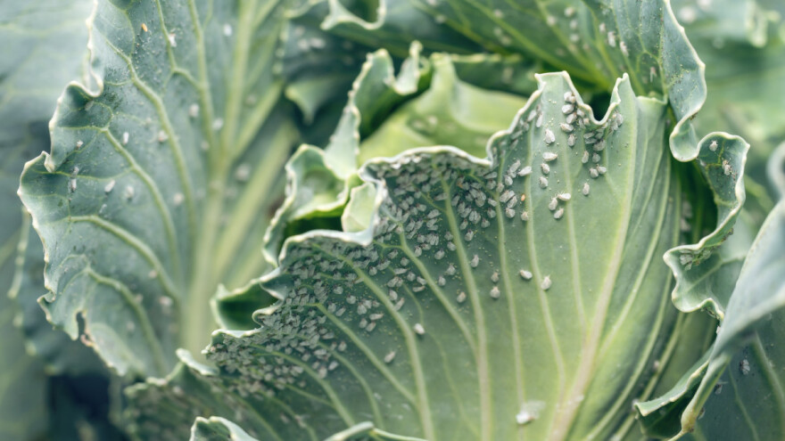 Bijele mušice: Štetočine koje kasno primijetimo - kako ih suzbiti?