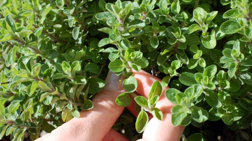 Kako osušiti i čuvati origano?