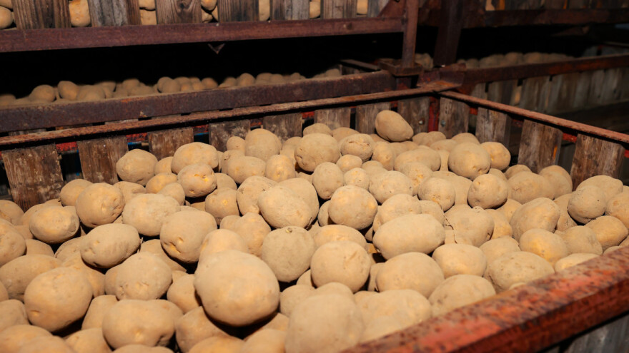 Kako skladištiti krompir i izbeći oboljenja krtola?