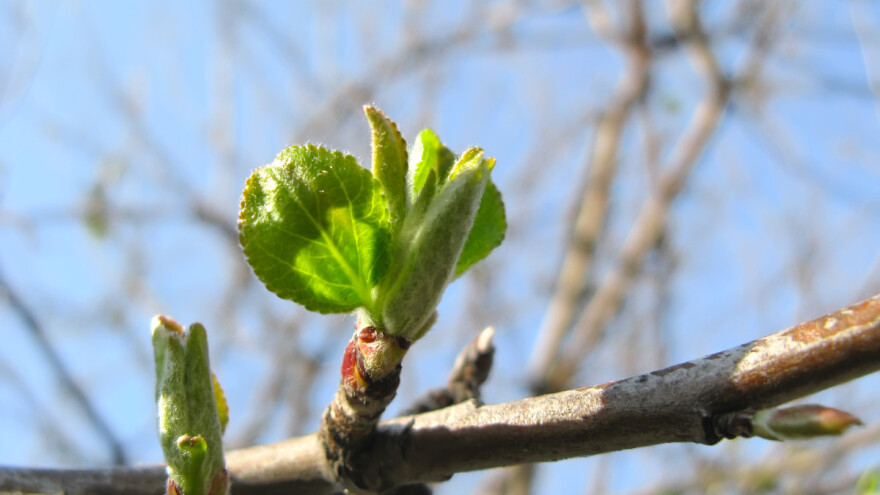Sortiment jabuke jesensko – zimske grupe dozrijevanja izloženiji insolaciji