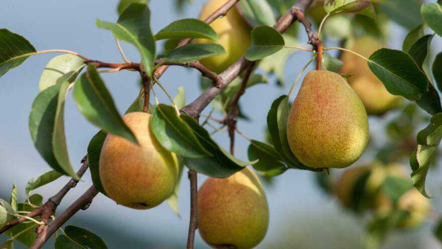Kruška budućnosti Eden Gold stiže na tržište - zašto je posebna?