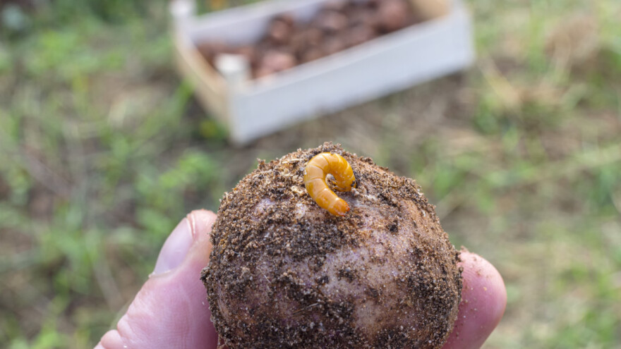 Koji su proljetni štetnici na mladim usjevima?