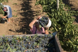 Moldavija je 20. najveći izvoznik vina u svetu - sada gubi važna tržišta