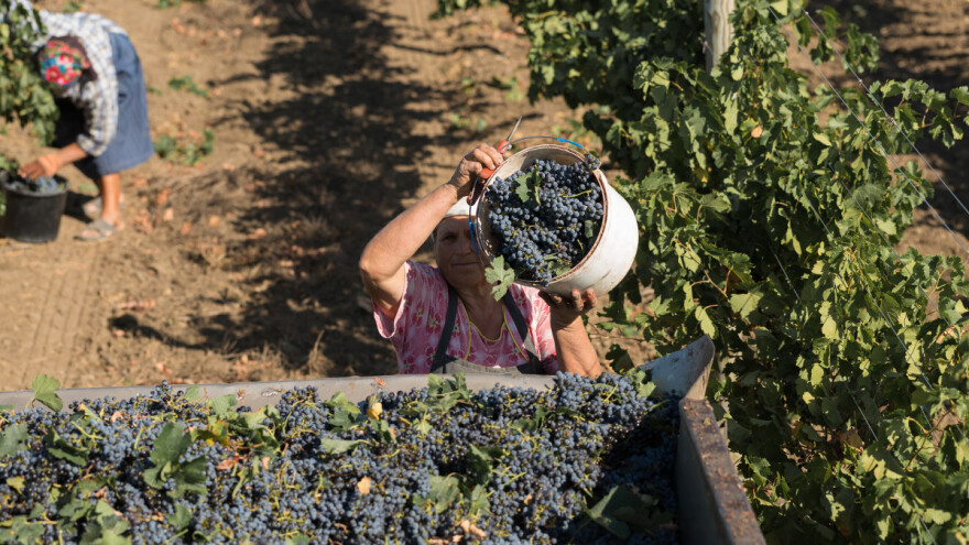 Moldavija je 20. najveći izvoznik vina u svetu - sada gubi važna tržišta