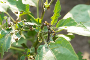 Zlatica krumpira na patlidžanu: Oprezno s upotrebom insekticida - što raditi?