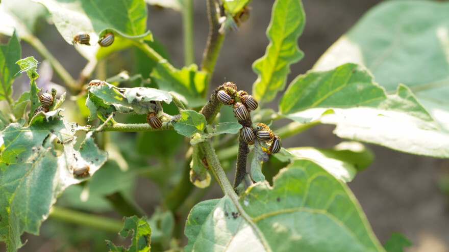 Zlatica krumpira na patlidžanu: Oprezno s upotrebom insekticida - što raditi?