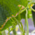 Žuti list krastavca - kako ga zaštititi?