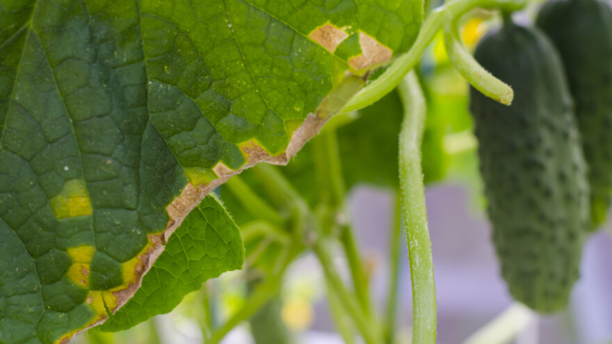 Žuti list krastavca - kako ga zaštititi?