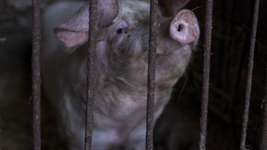 Zatvorio farmu, odselio se i ostavio 250 svinja da uginu